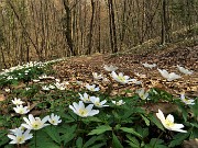 41 Distese di anemoni dei boschi (Anemonoides nemorosa)